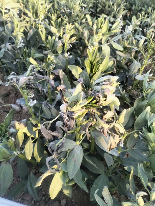 سبب الفول والعلاج